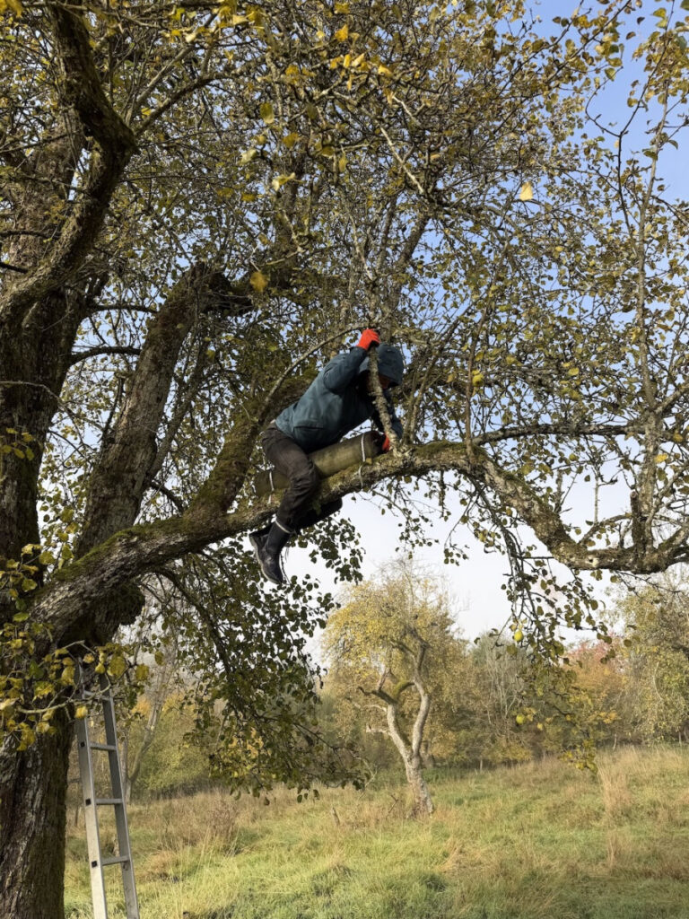 Thomas Schalk auf dem Baum