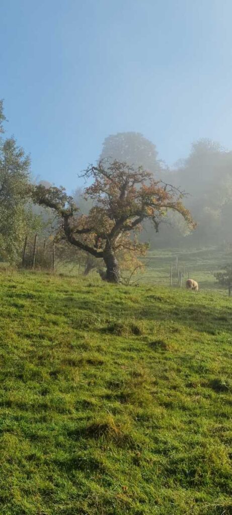 Schaf und Baum auf der Jungviehweide