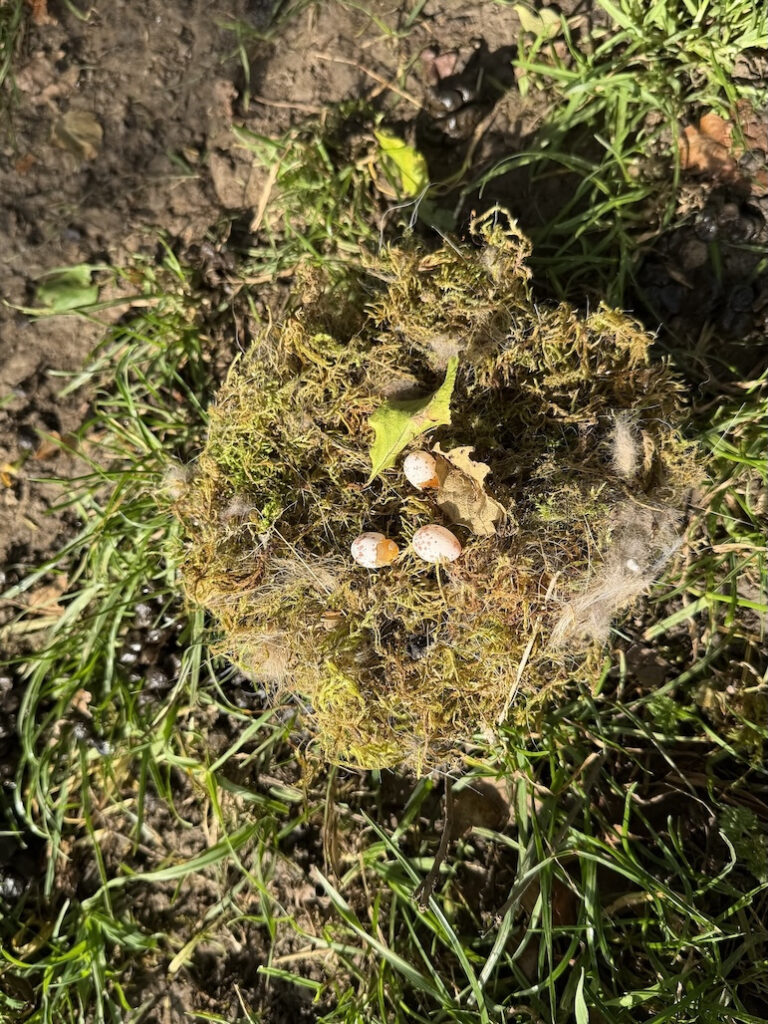 Nest von Meisen auf der Jungviehweide