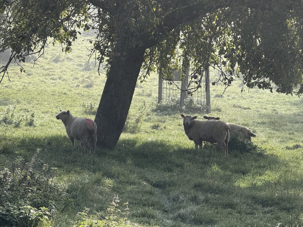 Schafe auf der Jungviehweide