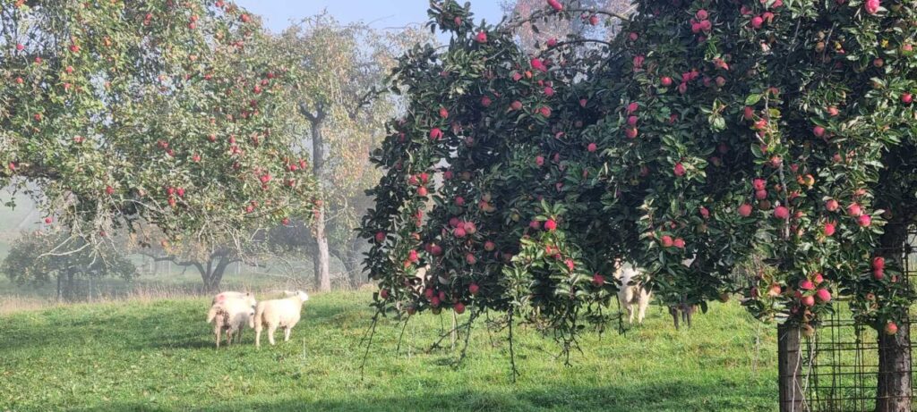 Apfelbaum auf der Jungviehweide