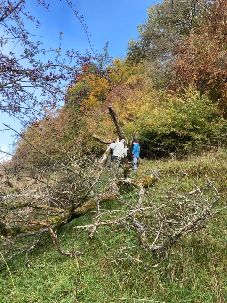 Jungviehweide