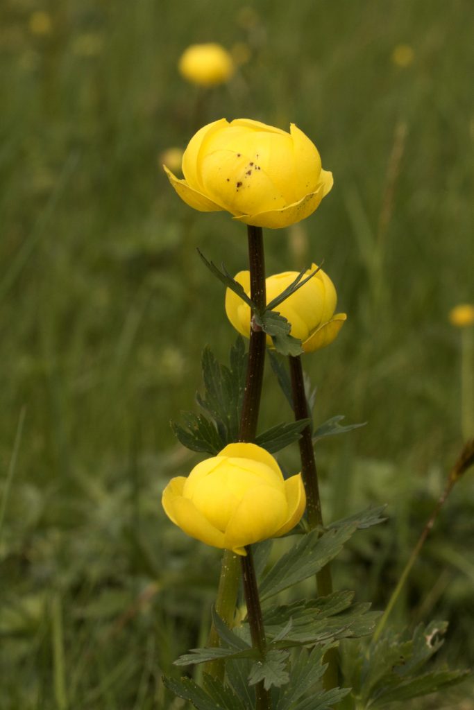 Schlossrolle - Sumpfdotterblume