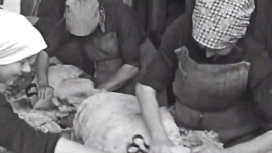 Schafschur in den 1930ern