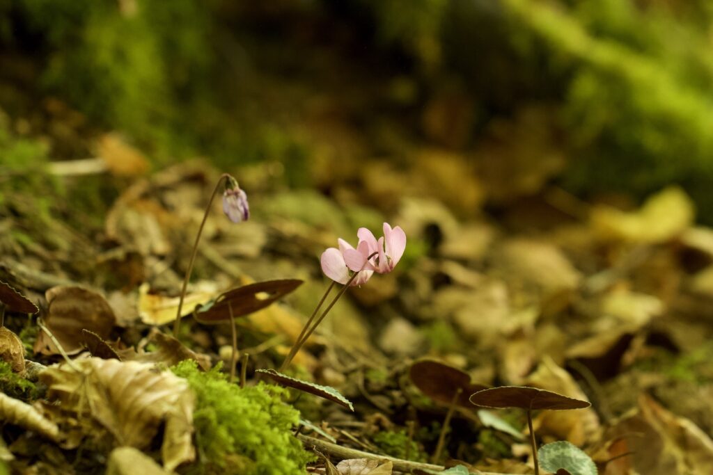 ein Alpenveilchen im Wald