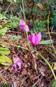 drei Blüten des Alpenveilchens
