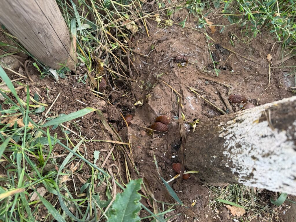 Der Boden unter der Eiche mit Schnecken