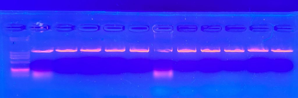Gel unter UV Licht mit den Banden