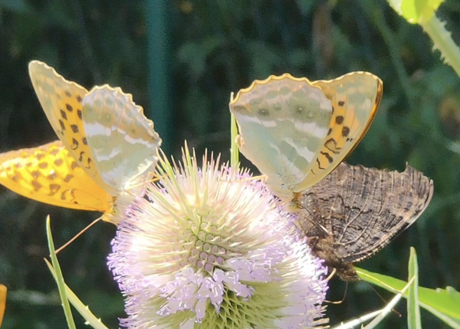 zwei Schmetterlinge auf Blüte