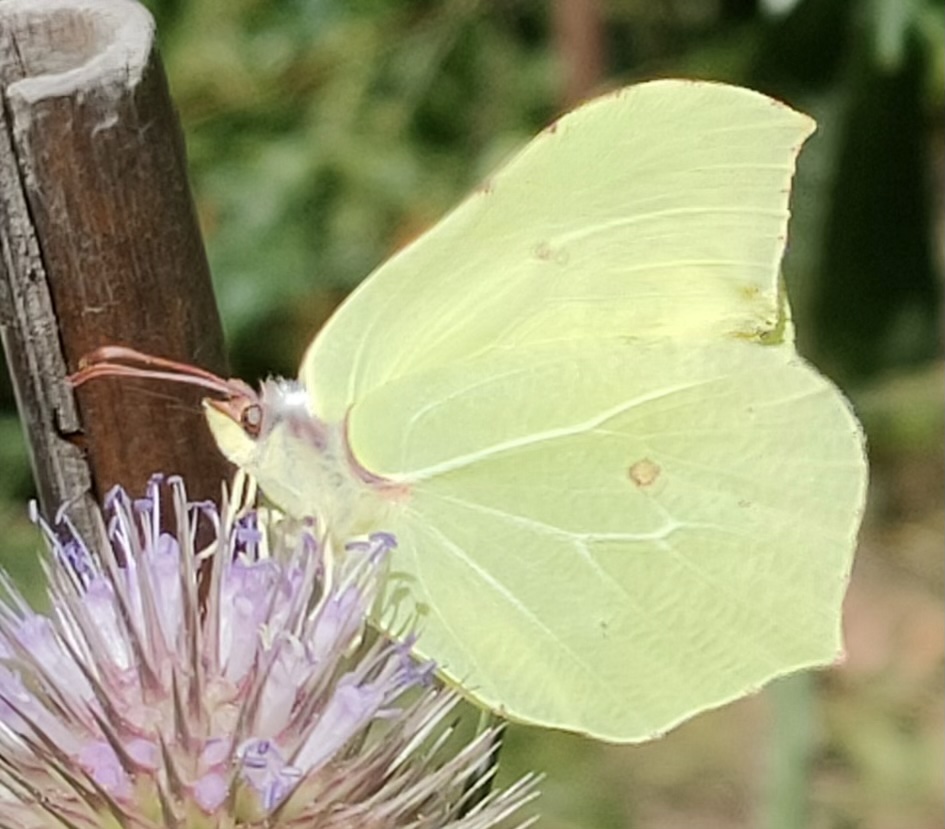 Zitronenfalter auf Blüte