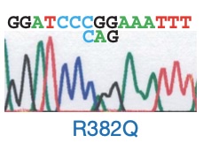 R382Q