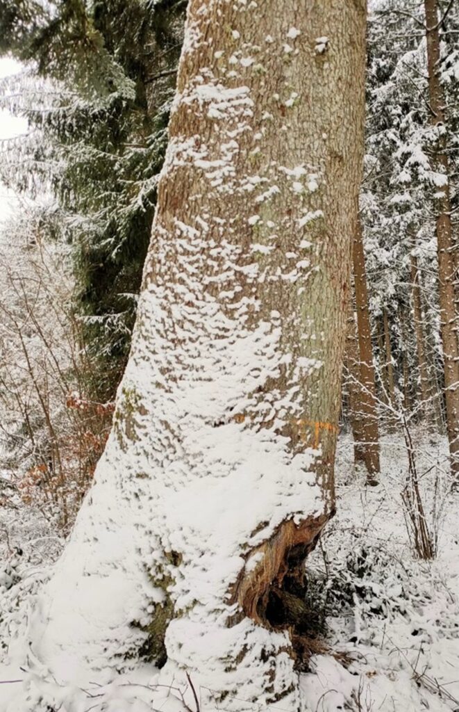 Kohlwaldtanne im Winter