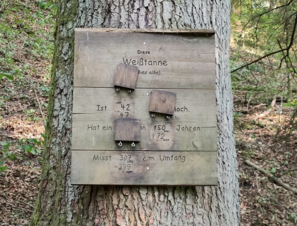 Infotafel mit Tannenholz