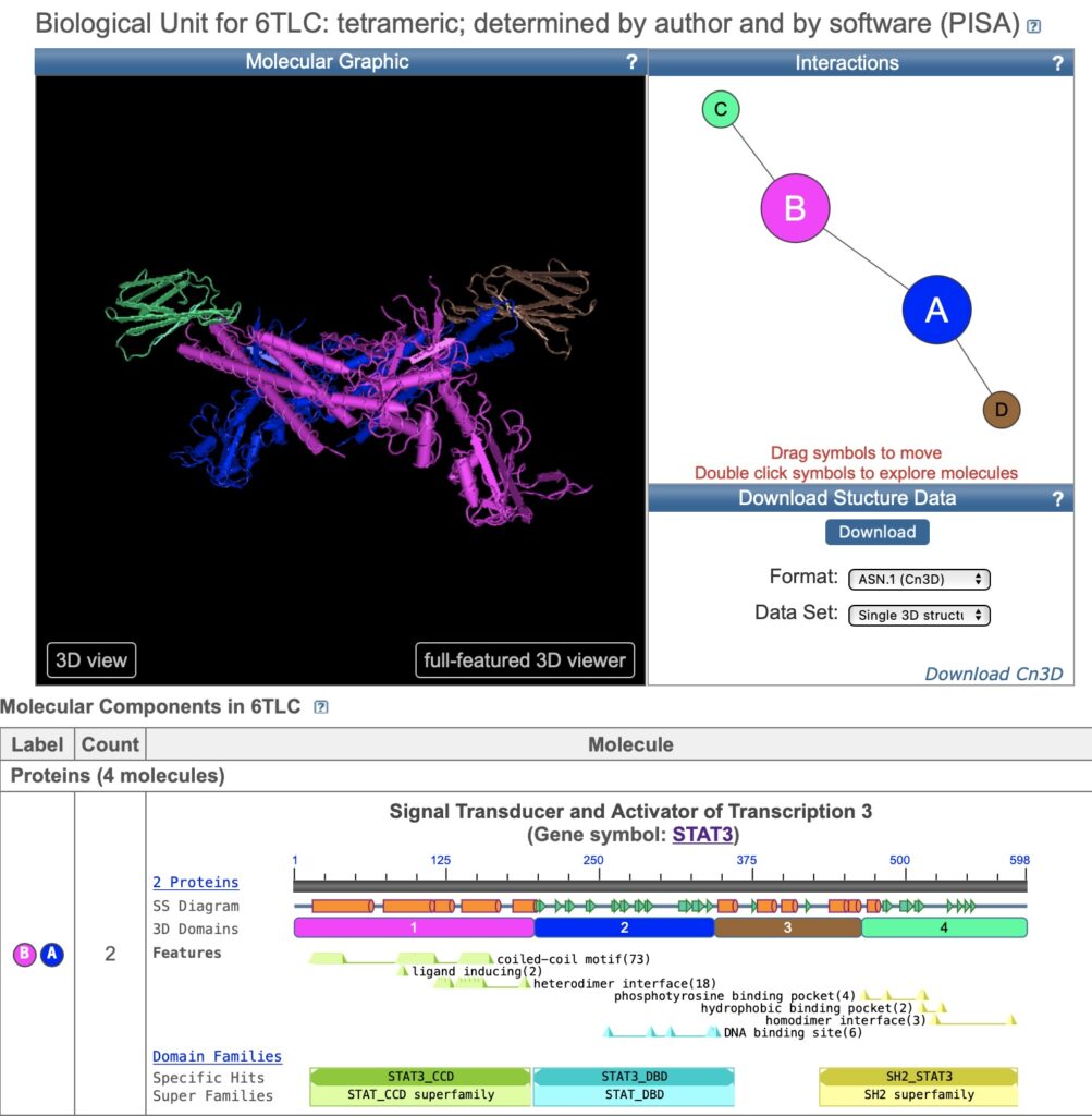 3-D Darstellung des Protein das von STAT3 codiert wird. Das Protein heißt: Signal Tansducer and Activator of Transcription 3 Ganz unten steht DNA binding site (DNA-Bindungsregion)