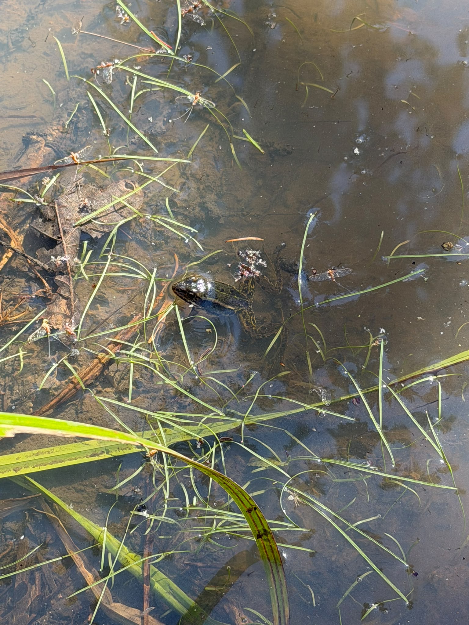 Ein Frosch im Tümpel Nr. 1