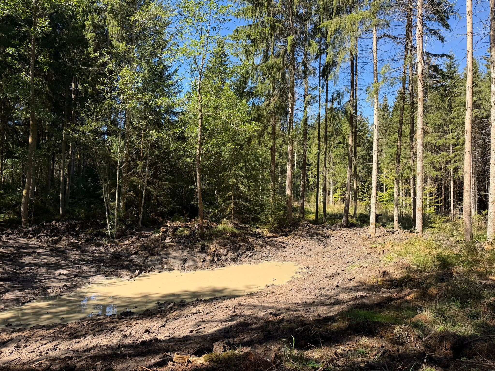 Der dritte Tümpel ziemlich mitten im Wald
