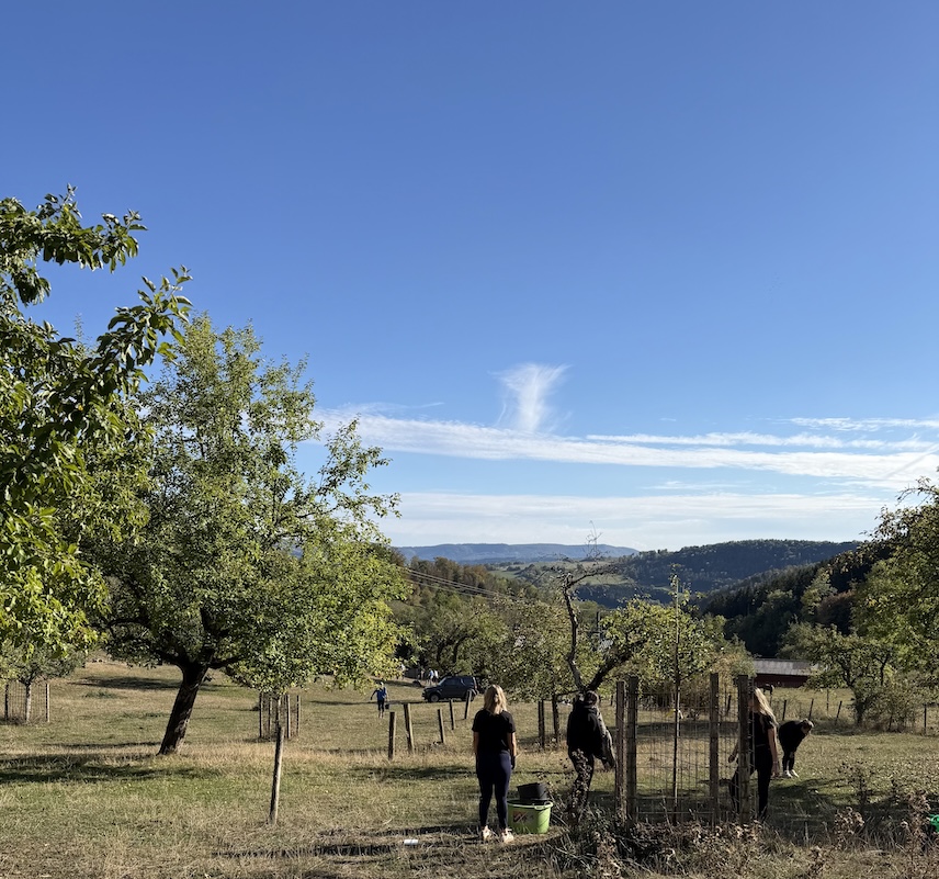 auf der Jungviehweide
