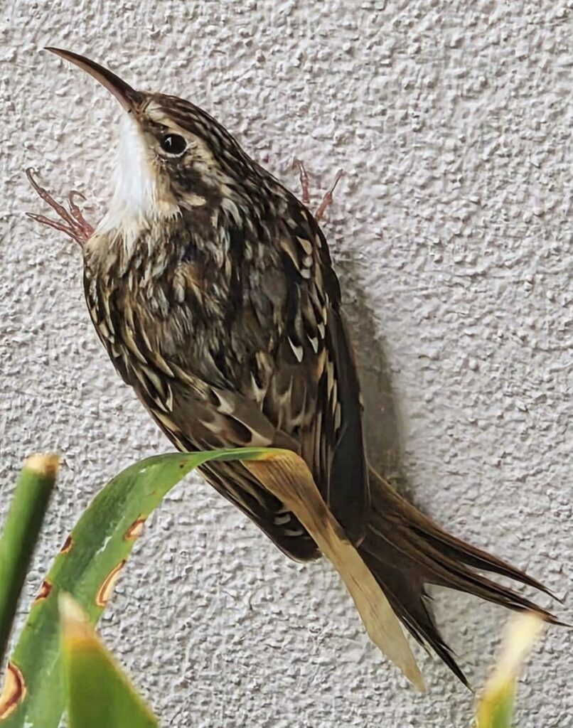 Gartenbaumläufer an einer Hauswand