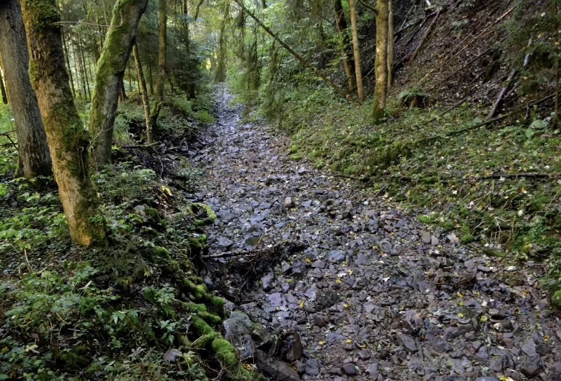 trockenes Flußbett im Wald