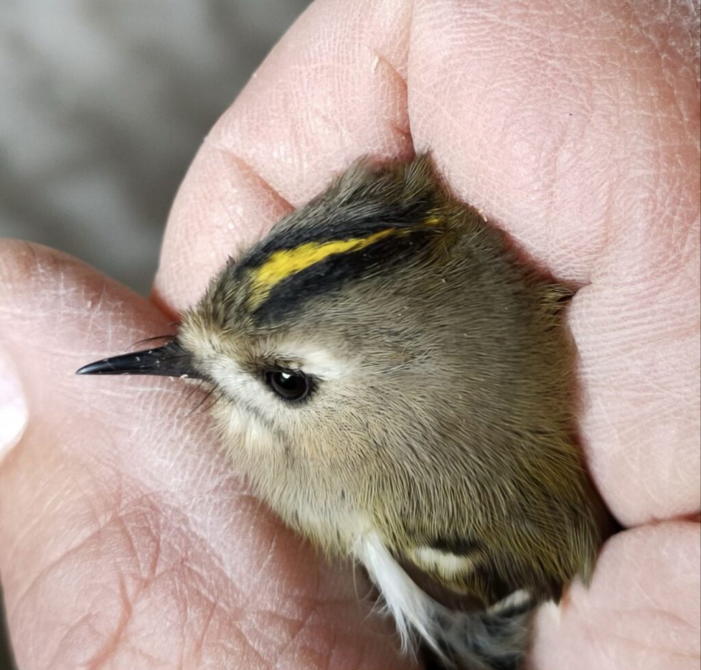 Wintergoldhähnchen in der Hand